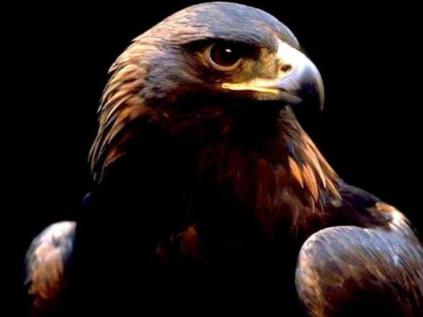 Giniw, the War Eagle of the Anishinaabe Peoples
